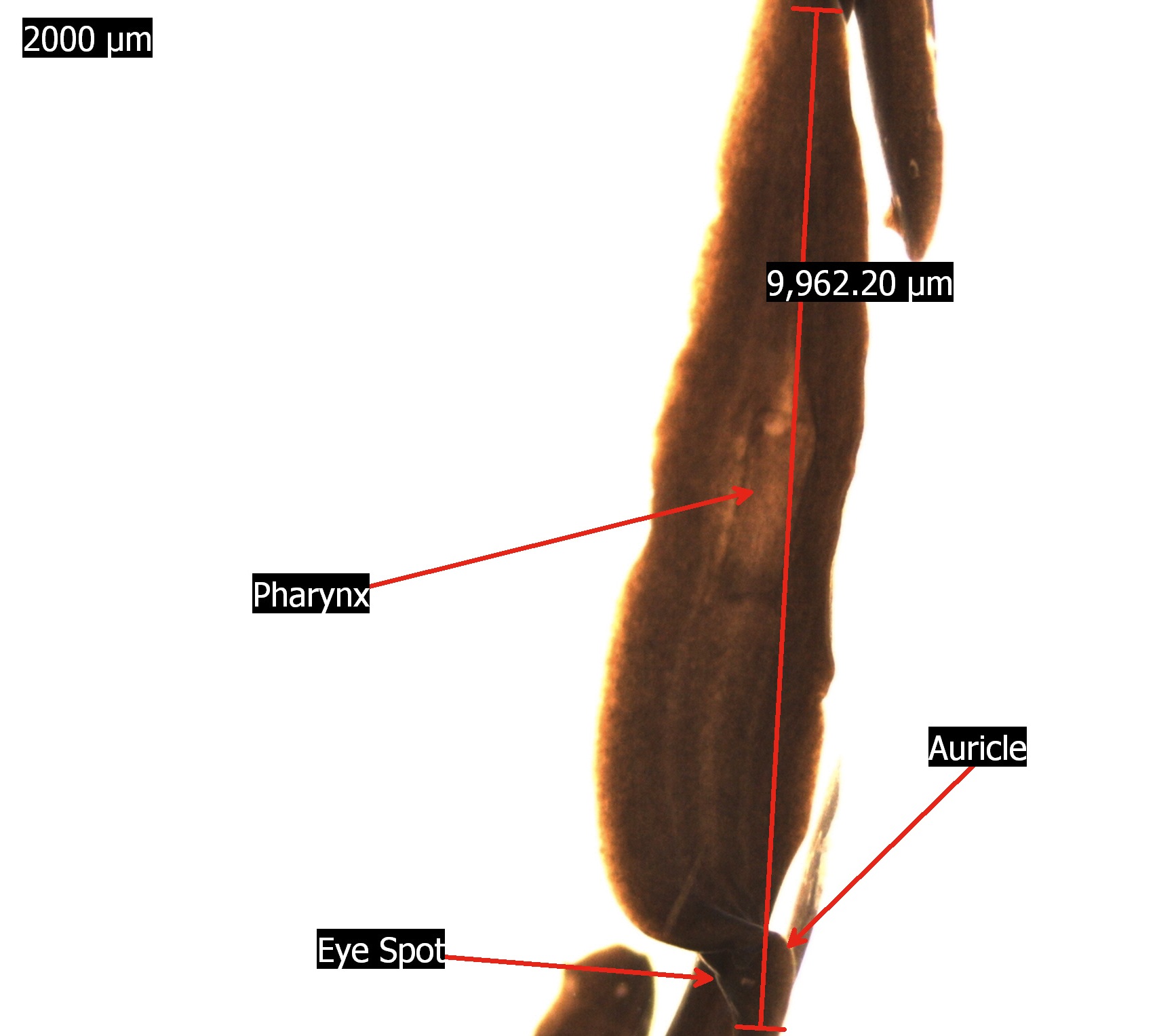 diagram of planarian