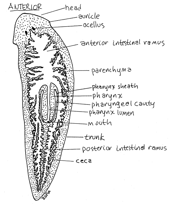 diagram of planarian