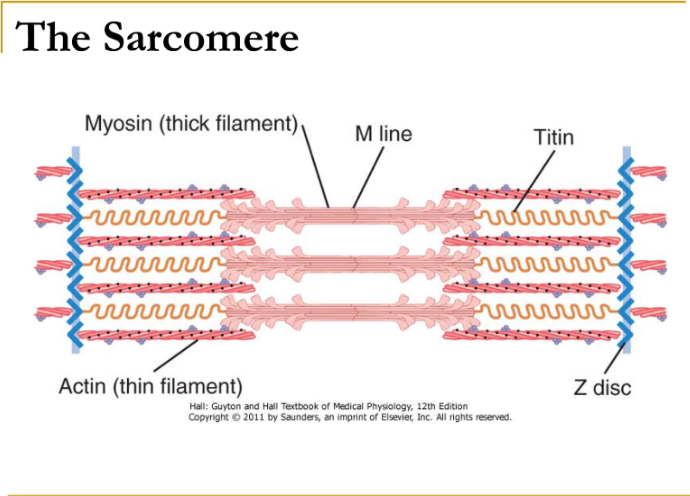 diagram of sarcomere