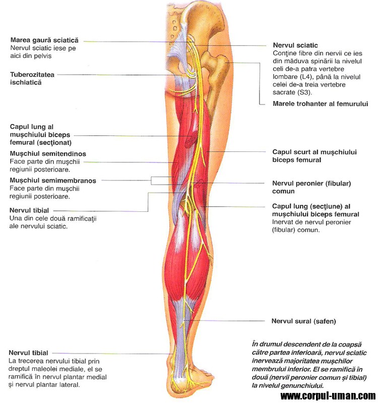 diagram of sciatic nerve pathway