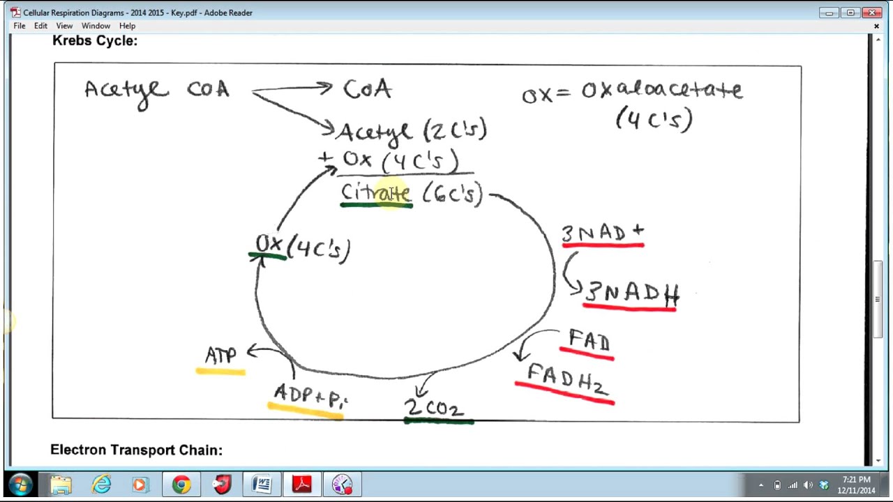 diagram of the kreb cycle