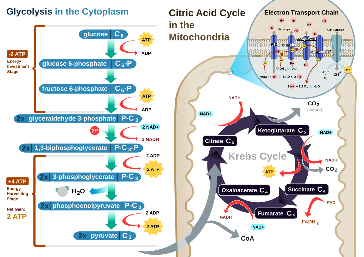 diagram of the kreb cycle