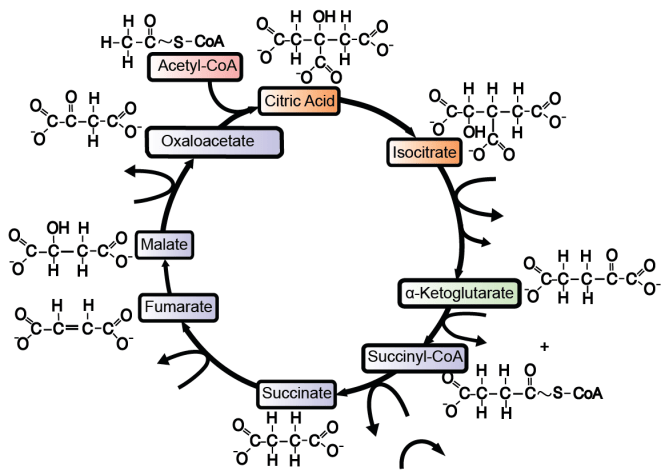 diagram of the kreb cycle