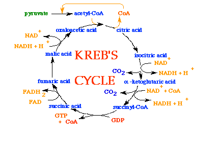 diagram of the kreb cycle