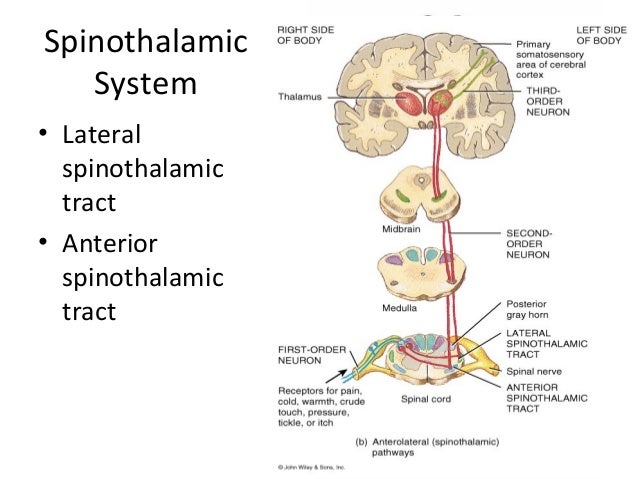 diagram of the lateral spinothalamic tract