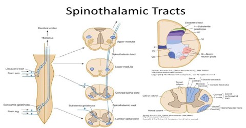 diagram of the lateral spinothalamic tract