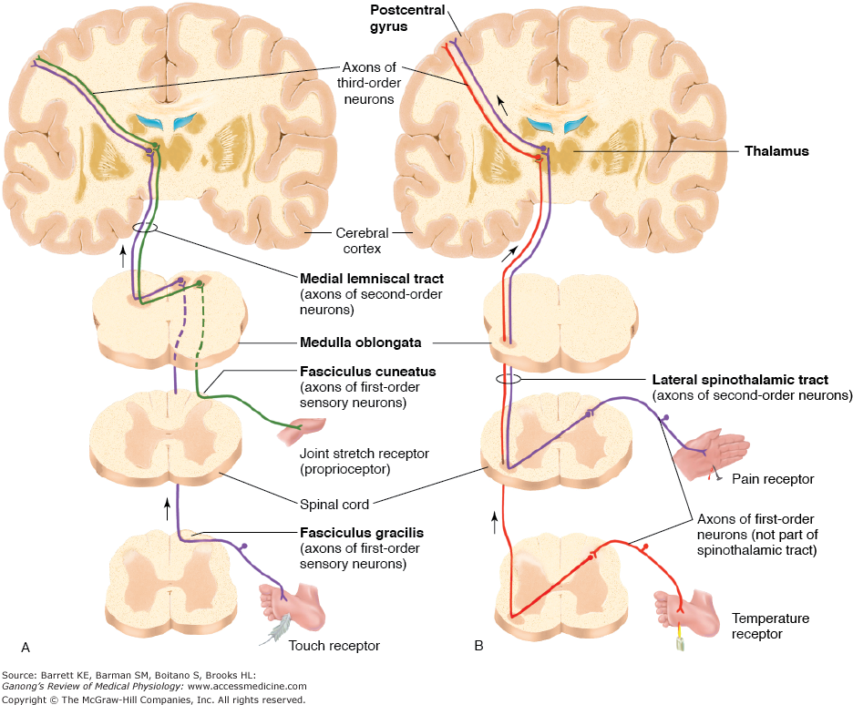 diagram of the lateral spinothalamic tract