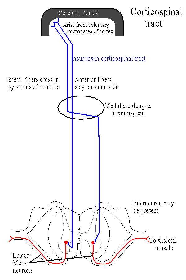 diagram of the lateral spinothalamic tract