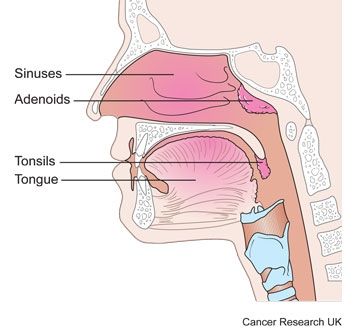 diagram of tonsils and adenoids