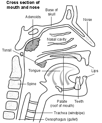 diagram of tonsils and adenoids