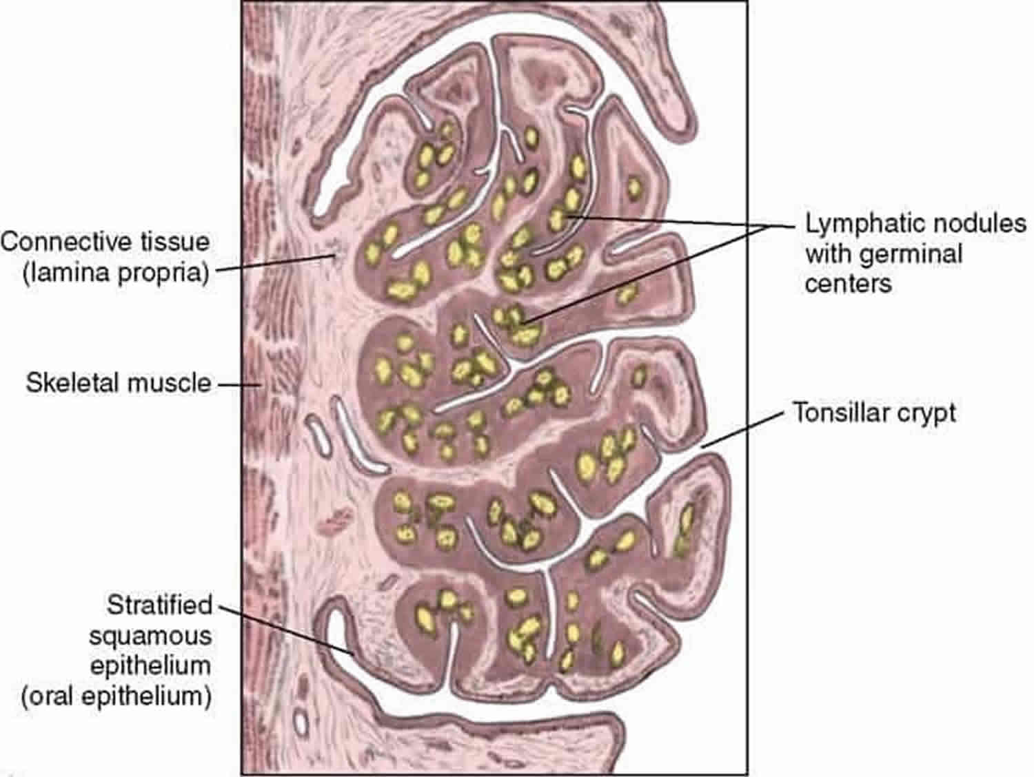 diagram of tonsils and adenoids