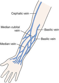 diagram of veins in arm for phlebotomy