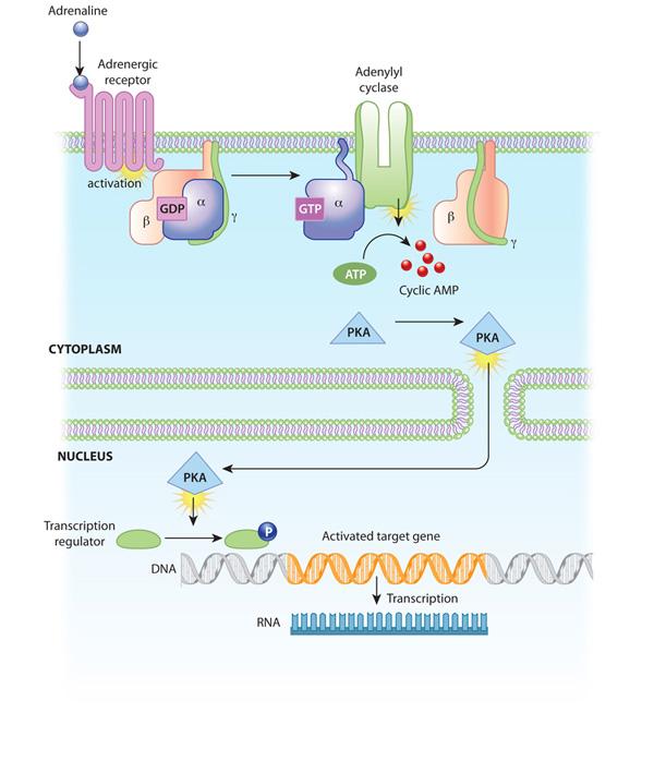 diagram the epinephrine signaling pathway