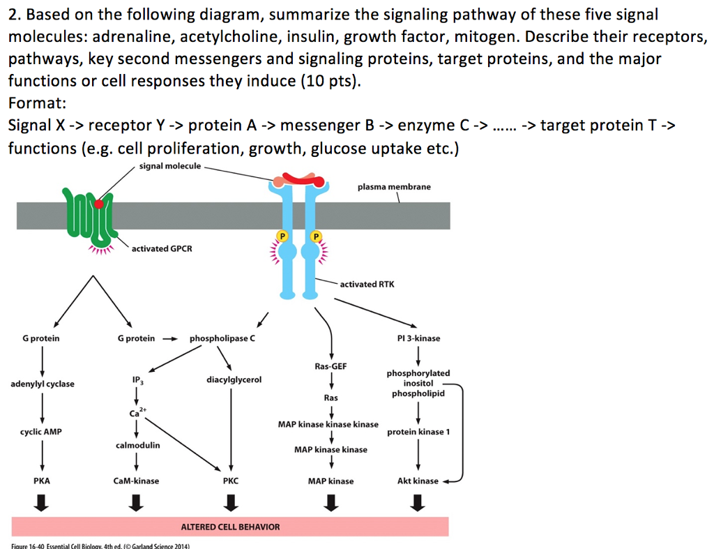 diagram the epinephrine signaling pathway