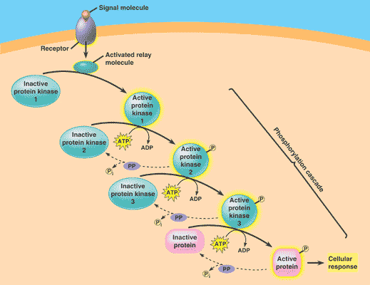 diagram the epinephrine signaling pathway