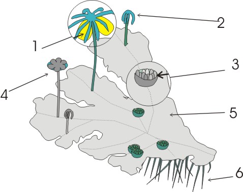 diagram the life cycle of a liverwort