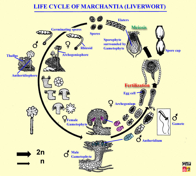 diagram the life cycle of a liverwort