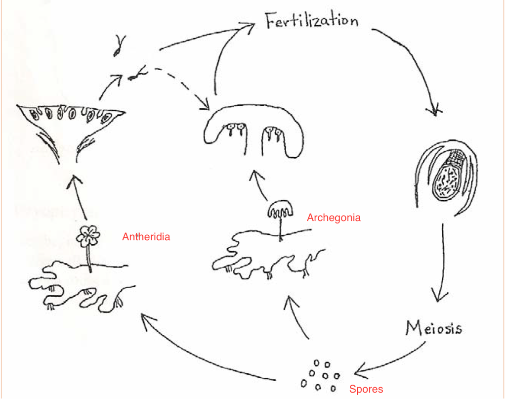 diagram the life cycle of a liverwort
