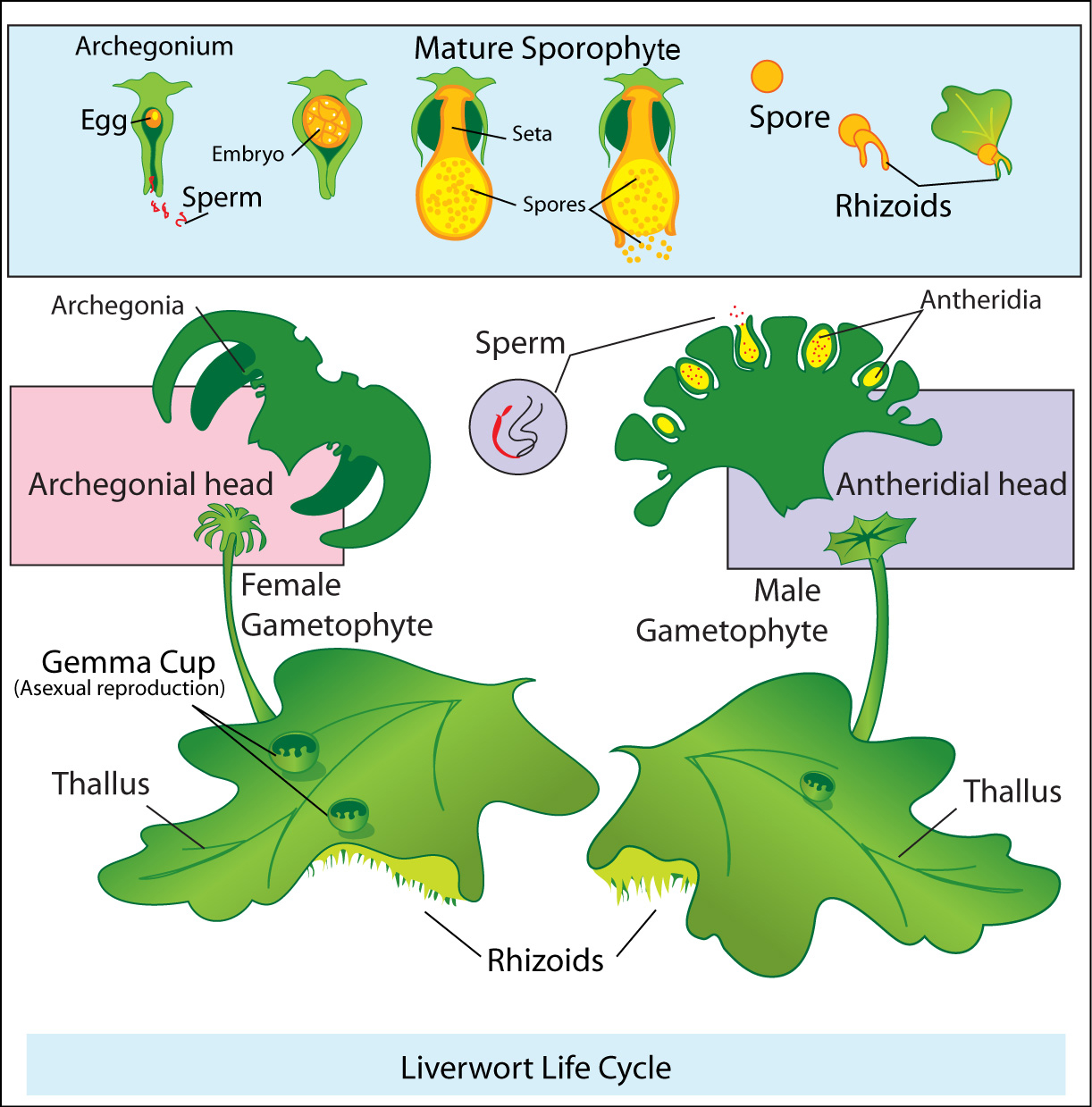 diagram the life cycle of a liverwort