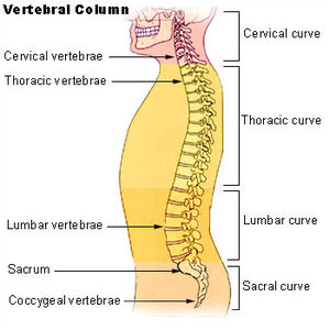 diagram the normal spinal curvatures