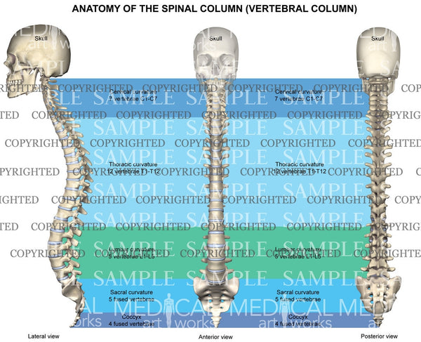 diagram the normal spinal curvatures