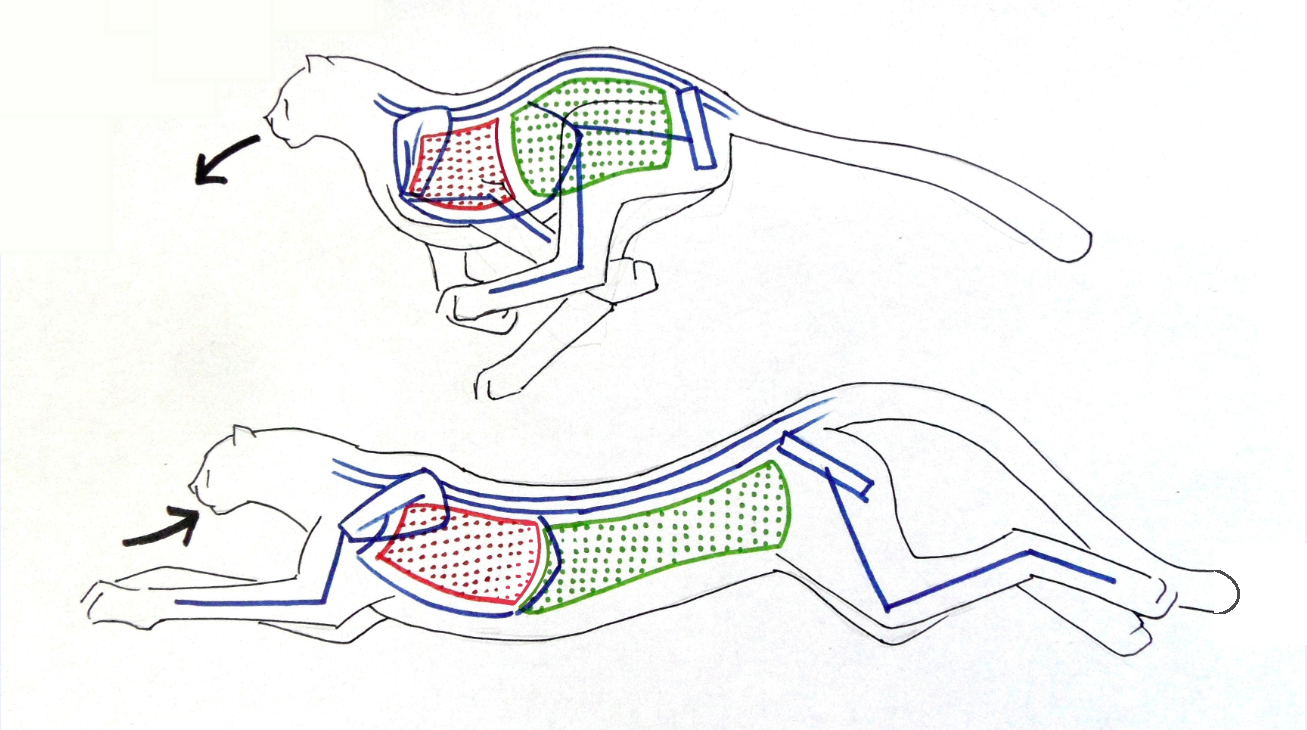 diagrams of cheetahs