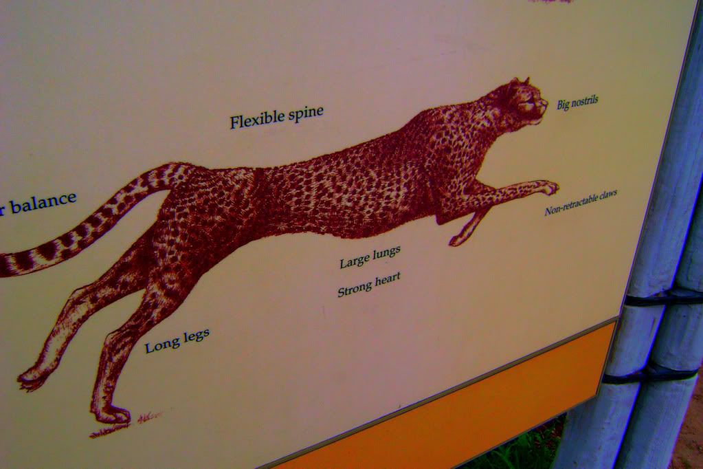 diagrams of cheetahs