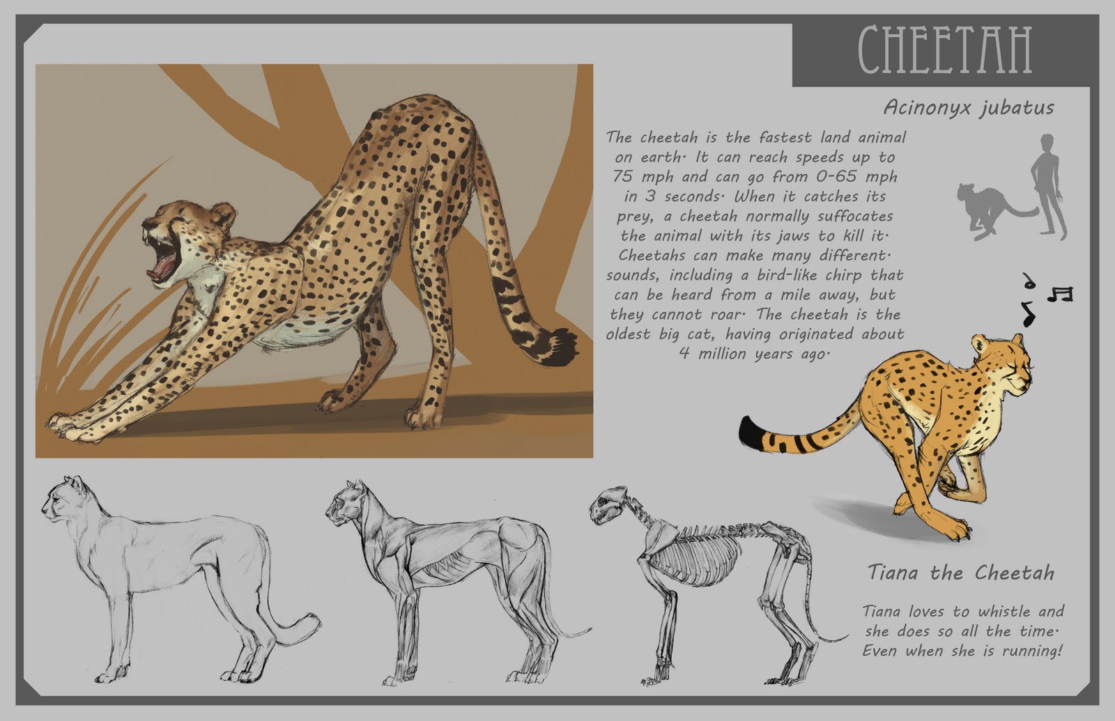 diagrams of cheetahs