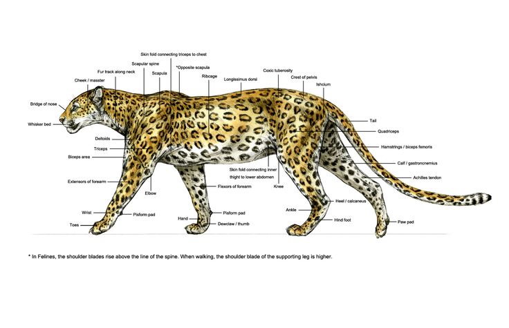 diagrams of cheetahs