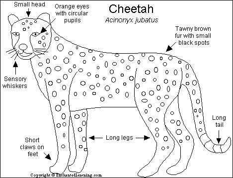 diagrams of cheetahs