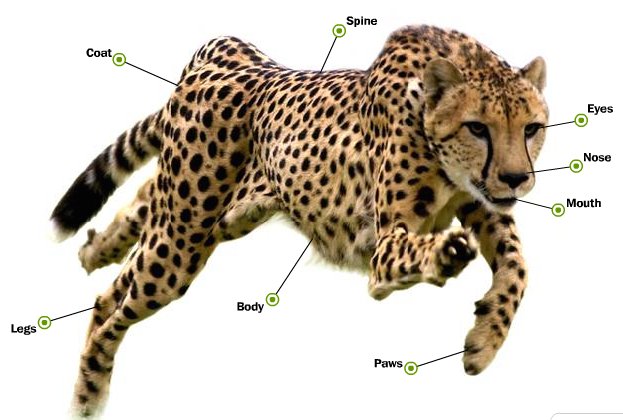 diagrams of cheetahs