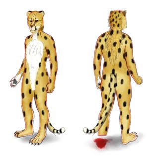 diagrams of cheetahs
