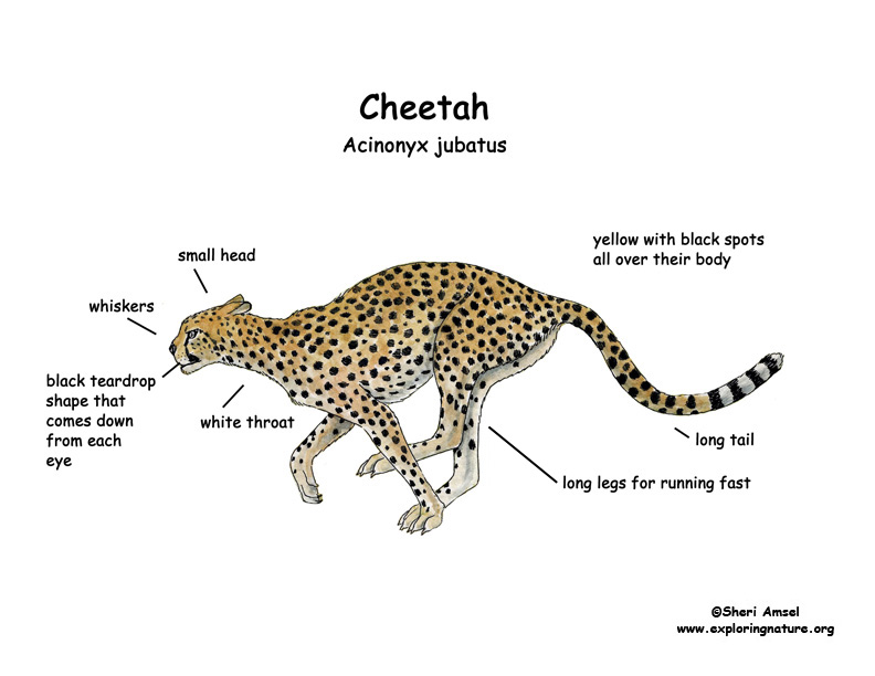 diagrams of cheetahs