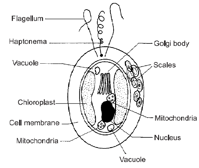 diatom diagrams