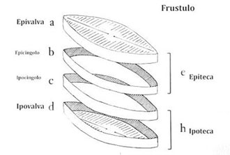 diatom diagrams