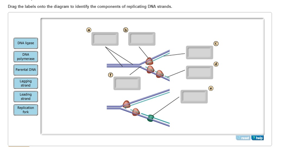 dna replication diagram mastering biology