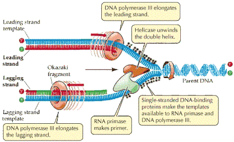 dna replication diagram mastering biology