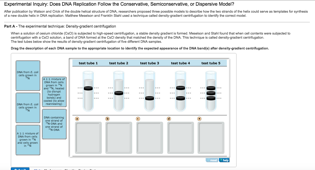 dna replication diagram mastering biology