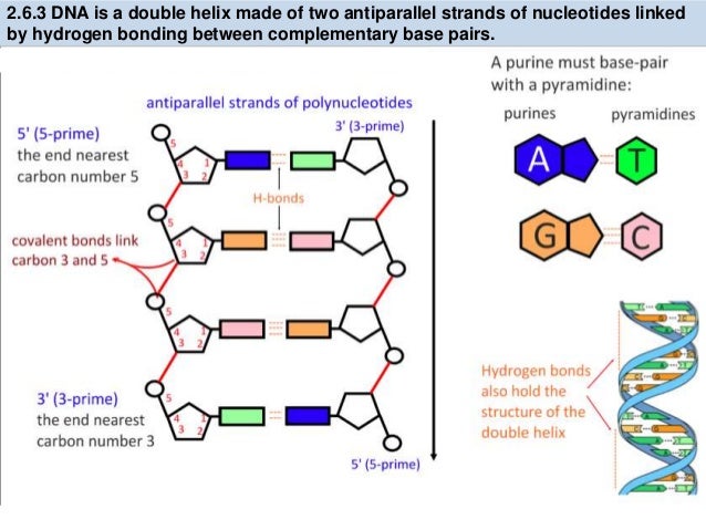 dna replication diagram mastering biology