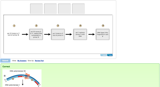 dna replication diagram mastering biology