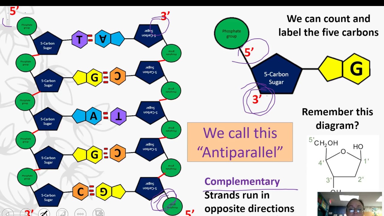dna replication diagram mastering biology