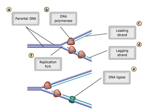 dna replication diagram mastering biology