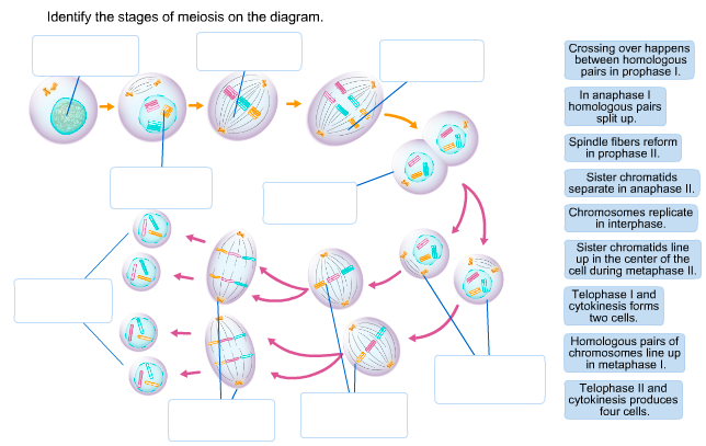 drag the diagrams of the stages of meiosis