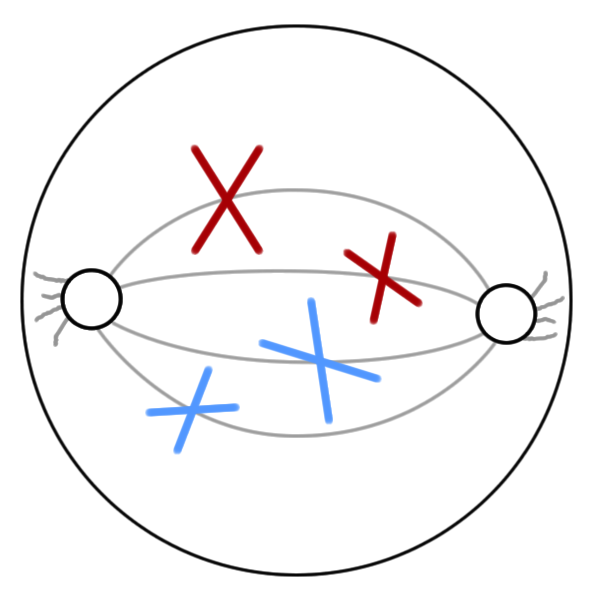 drag the diagrams of the stages of meiosis