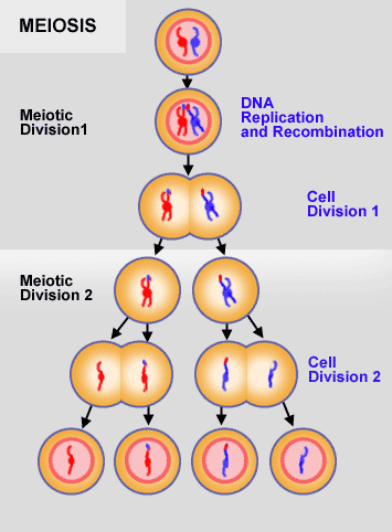 drag the diagrams of the stages of meiosis