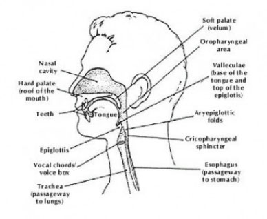 dysphagia diagrams