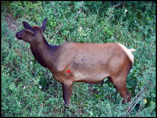 elk kill zone diagram