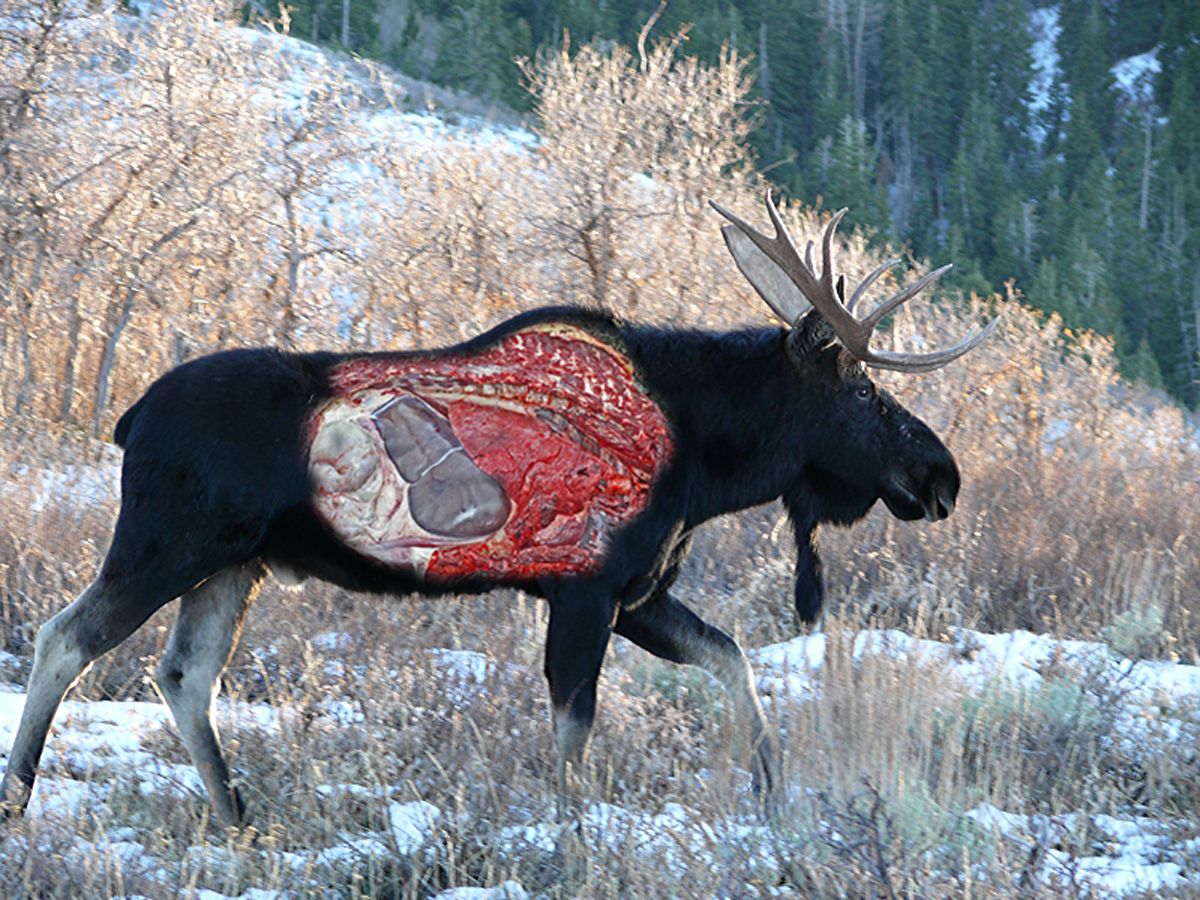 elk kill zone diagram