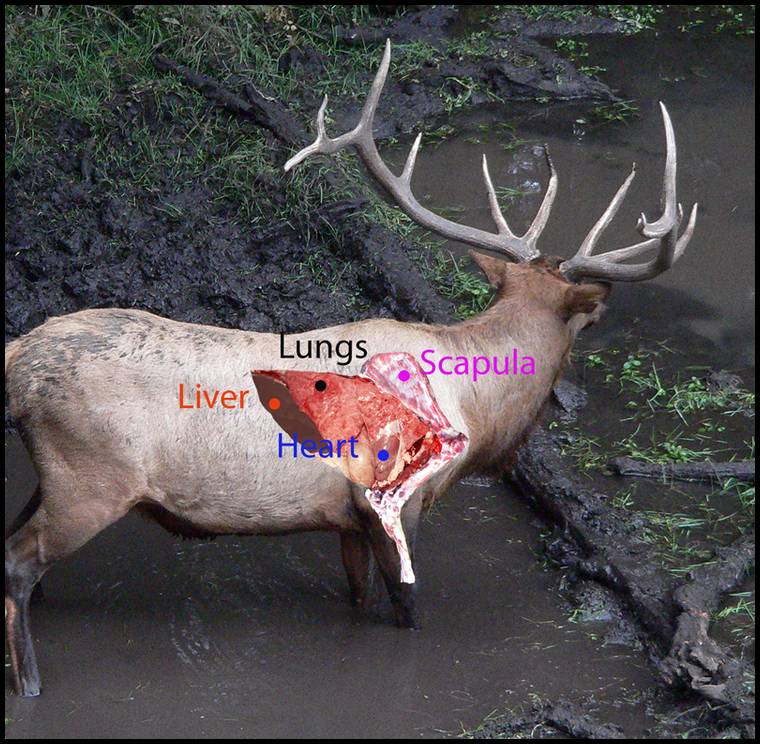 Elk Kill Zone Diagram - Wiring Diagram Pictures