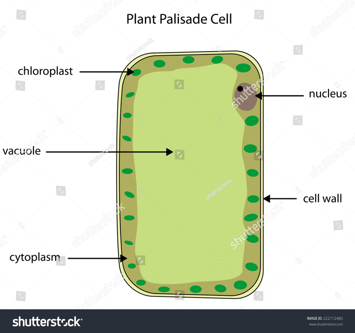 elodea leaf cell diagram